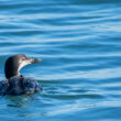 Plongeon imbrin au Croisic